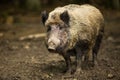 Wild boar (Sus scrofa) Royalty Free Stock Photo