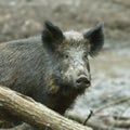 Wild Boar ( Sus scrofa ) Royalty Free Stock Photo