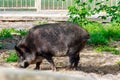 Wild boar Sus scrofa, also known as wild swine, Eurasian wild pig Royalty Free Stock Photo