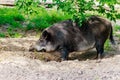 Wild boar Sus scrofa, also known as wild swine, Eurasian wild pig Royalty Free Stock Photo