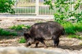 Wild boar Sus scrofa, also known as wild swine, Eurasian wild pig Royalty Free Stock Photo