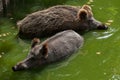 Wild boar Sus scrofa Royalty Free Stock Photo