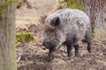 The wild boar Sus scrofa, also known as the wild swine, Eurasian wild pig, or simply wild pig Royalty Free Stock Photo