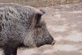 The wild boar Sus scrofa, also known as the wild swine, Eurasian wild pig, or simply wild pig Royalty Free Stock Photo