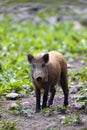 The wild boar Sus scrofa, also known as the wild swine or Eurasian wild pig, young piglet at the edge of the field Royalty Free Stock Photo