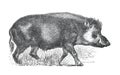 The wild boar Sus scrofa, also known as the wild swine, common wild pig, Eurasian wild pig, or simply wild pig, wild animal. han Royalty Free Stock Photo