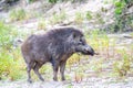 The wild boar (Sus scrofa), also known as the wild swine, common wild pig, Eurasian wild pig Royalty Free Stock Photo