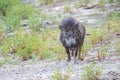 The wild boar (Sus scrofa), also known as the wild swine, common wild pig, Eurasian wild pig Royalty Free Stock Photo