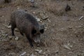 Alert wild boar Royalty Free Stock Photo