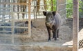 Wild boar Sus scrofa. Also known as the wild swine or Eurasian wild pig Royalty Free Stock Photo