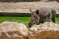 Wild boar Sus scrofa. Also known as the wild swine or Eurasian wild pig Royalty Free Stock Photo