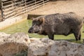 Wild boar Sus scrofa. This animal also known as the wild swine Royalty Free Stock Photo