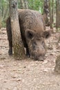 Wild boar Royalty Free Stock Photo