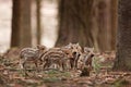 wild boar, sus scrofa, Czech republic Royalty Free Stock Photo