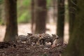 wild boar, sus scrofa, Czech republic Royalty Free Stock Photo