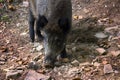 Wild boar digs snout acorns in woods Royalty Free Stock Photo