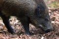 Wild boar digs snout acorns in woods Royalty Free Stock Photo