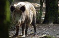 In the forest. Female wild boar (Sus scrofa)