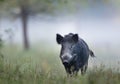 Wild boar in fog Royalty Free Stock Photo