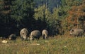 Wild Boar, sus scrofa, Group near Forest Royalty Free Stock Photo
