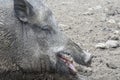 Wild boar sus scrofa head. Male wild pig. Close-up portrait