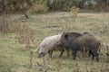 Wild boar Sus scrofa is heading the herd of Feral pigs boar-pig hybrid in an autumn meadow