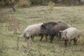 Wild boar Sus scrofa is heading the herd of Feral pigs boar-pig hybrid in an autumn meadow