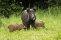 Wild boar herd standing close to each other in proximity.