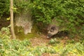 Wild boar Sus scrofa the male is hidden on the edge of the forest Royalty Free Stock Photo