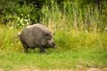 Wild boar Sus scrofa The male is in a meadow in front of a forest Royalty Free Stock Photo