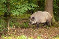 Wild boar Sus scrofa the male stands on the edge of the forest Royalty Free Stock Photo