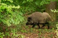 Wild boar Sus scrofa the male walks through the edge of the forest Royalty Free Stock Photo