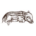 Wild boar Sus scrofa piglet sleeping, gravure style ink drawing illustration isolated