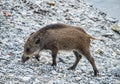 Wild Boar Sus scrofa Piglet Royalty Free Stock Photo