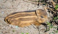 Wild Boar Sus scrofa Piglets baby lying on the ground