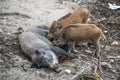Wild Boar Sus scrofa Piglets feeding from their mother Royalty Free Stock Photo