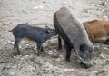 Wild Boar Sus scrofa Piglets feeding from their mother Royalty Free Stock Photo