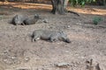 Wild Boar Sus scrofa  sleeping in the wilderness - Image Royalty Free Stock Photo