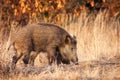 Wild boar sniffing on dry field in autumn nature.