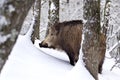 Wild boar (Sus scrofa) in the snow. Royalty Free Stock Photo