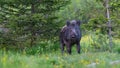 Wild boar standing in forest in summertime nature.