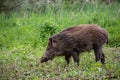 Wild boar Sus scrofa walking in nature still life.