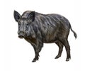 The wild boar Sus scrofa