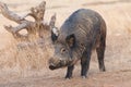 Wild boar Sus scrofa