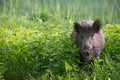 Wild boar - Sus scrofa. Wilderness. Walking in nature still life, marsh.