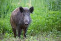 Wild boar - Sus scrofa. Wilderness. Walking in nature still life, marsh.