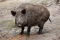 Wild boar (Sus scrofa). Royalty Free Stock Photo