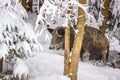 Wild boar Sus scrofa in the winter mountain forest after snowfall Royalty Free Stock Photo