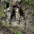 Wild Boar Track, Footprint Step On Forest Ground
