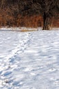 Wild boar tracks Royalty Free Stock Photo